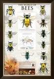 The World Of Bees
