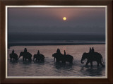 Elephants Lumber into River at Sonpur