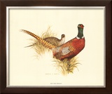 Buy Ring Necked Pheasant at AllPosters.com