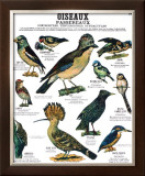Song Bird Teaching Chart