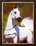 Buy A Vision in White at AllPosters.com