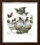 Asian Birds