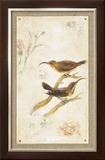 Long-Billed Sunbird