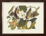 Black-Billed Cuckoo