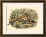 Pheasants I