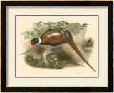 Pheasants II