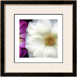 Buy Garden Roses at AllPosters.com