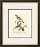 Buy Antique French Birds II at AllPosters.com