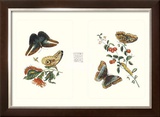 Buy Entomology I at AllPosters.com