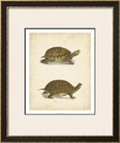 Buy Turtle Duo III at AllPosters.com