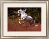 Buy Horse at AllPosters.com