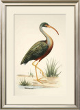 Buy Water Birds I at AllPosters.com