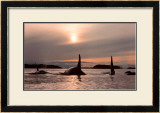 Buy Twilight Bound at AllPosters.com