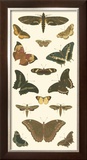 Buy Cramer Butterfly Panel II at AllPosters.com