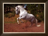 Buy Horse at AllPosters.com