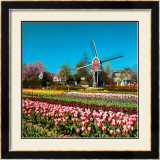 Buy Lisse, Holland at AllPosters.com