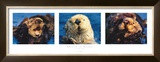 Otter Suite