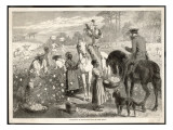 Cotton-Picking in the Southern States of North America
