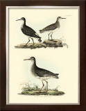 Selby Sandpipers II