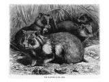 Common Hamster