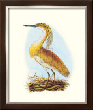 Squated Heron