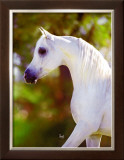 Buy Graceful Beauty at AllPosters.com