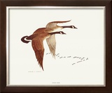 Buy Canada Geese at AllPosters.com