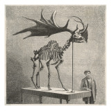 Cervus Megaloceros Skeleton in the Museum of Natural History, Paris