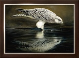 Buy Drinking Falcon at AllPosters.com