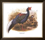 Swinhoe's Pheasant