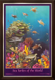 Sea Turtles of the World