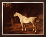 Buy Forest Dapple at AllPosters.com