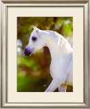 Buy Graceful Beauty at AllPosters.com