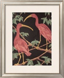 Buy Scarlet Ibis II at AllPosters.com