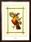 Rain Forest Toucan I