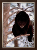 Buy Out on Limb at AllPosters.com