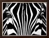 Black & White I (Zebra)