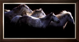Buy Crin Blanc at AllPosters.com