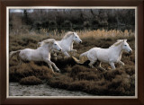 Equus, Camargue, France