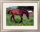 Buy Horse at AllPosters.com