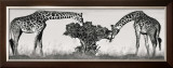 Buy Masai Giraffes at AllPosters.com