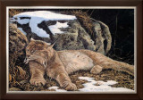 Time to Rest Lynx