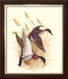 Buy Mallards at AllPosters.com