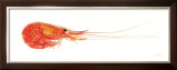 Crevette