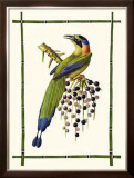 Rain Forest Toucan II