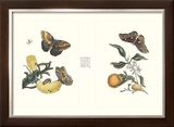 Buy Entomology II at AllPosters.com