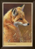 Curious: Red Fox