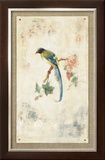 Blue Magpie