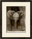 Baby Elephant