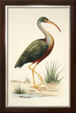 Buy Water Birds I at AllPosters.com